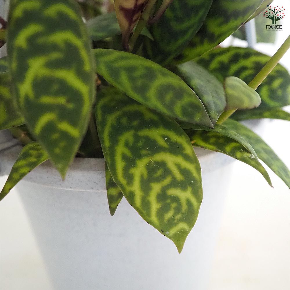 エスキナンサス マルモラタス4号吊り鉢 【観葉植物 4号】｜ 【植物の