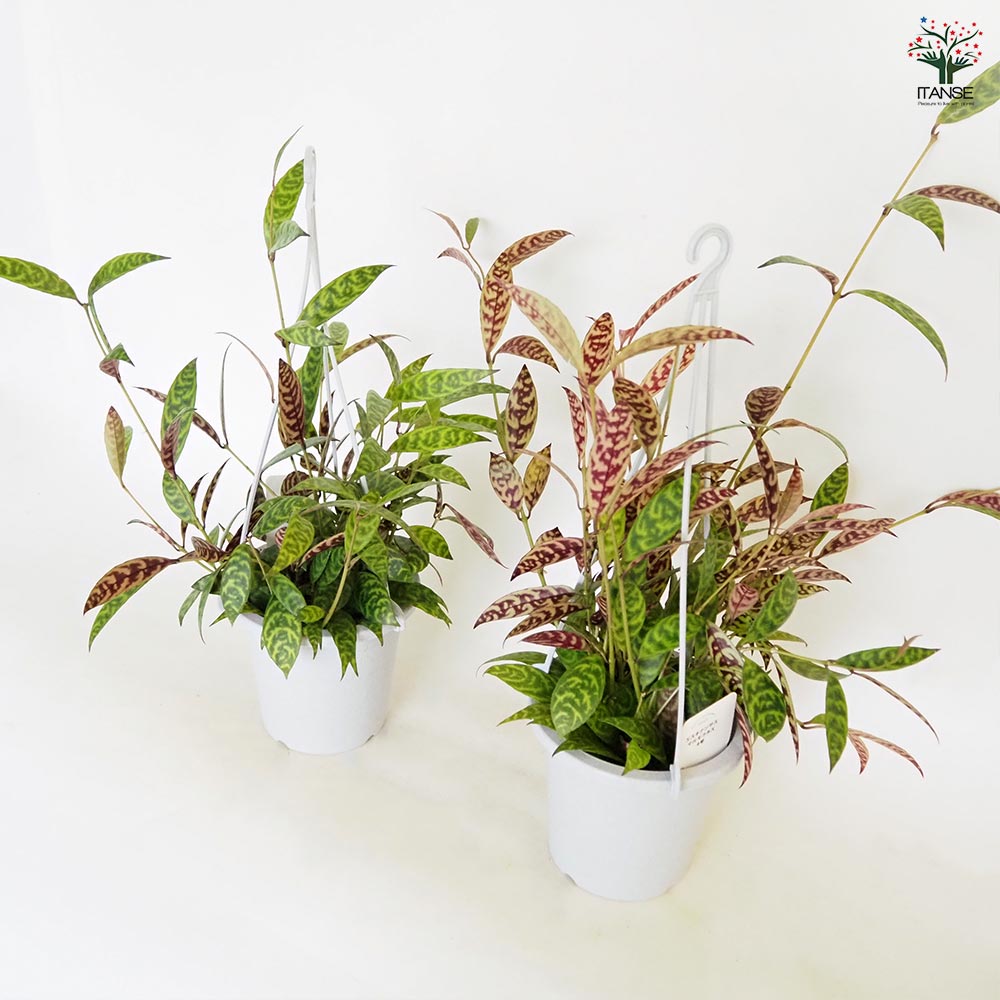 エスキナンサス マルモラタス4号吊り鉢 【観葉植物 4号】｜ 【植物の