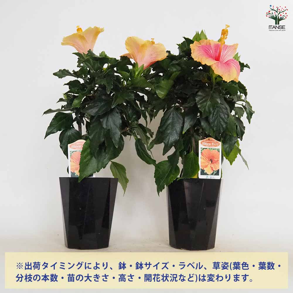 ハイビスカス オレンジ 【花木苗 4号／1個売り】｜ 【植物の