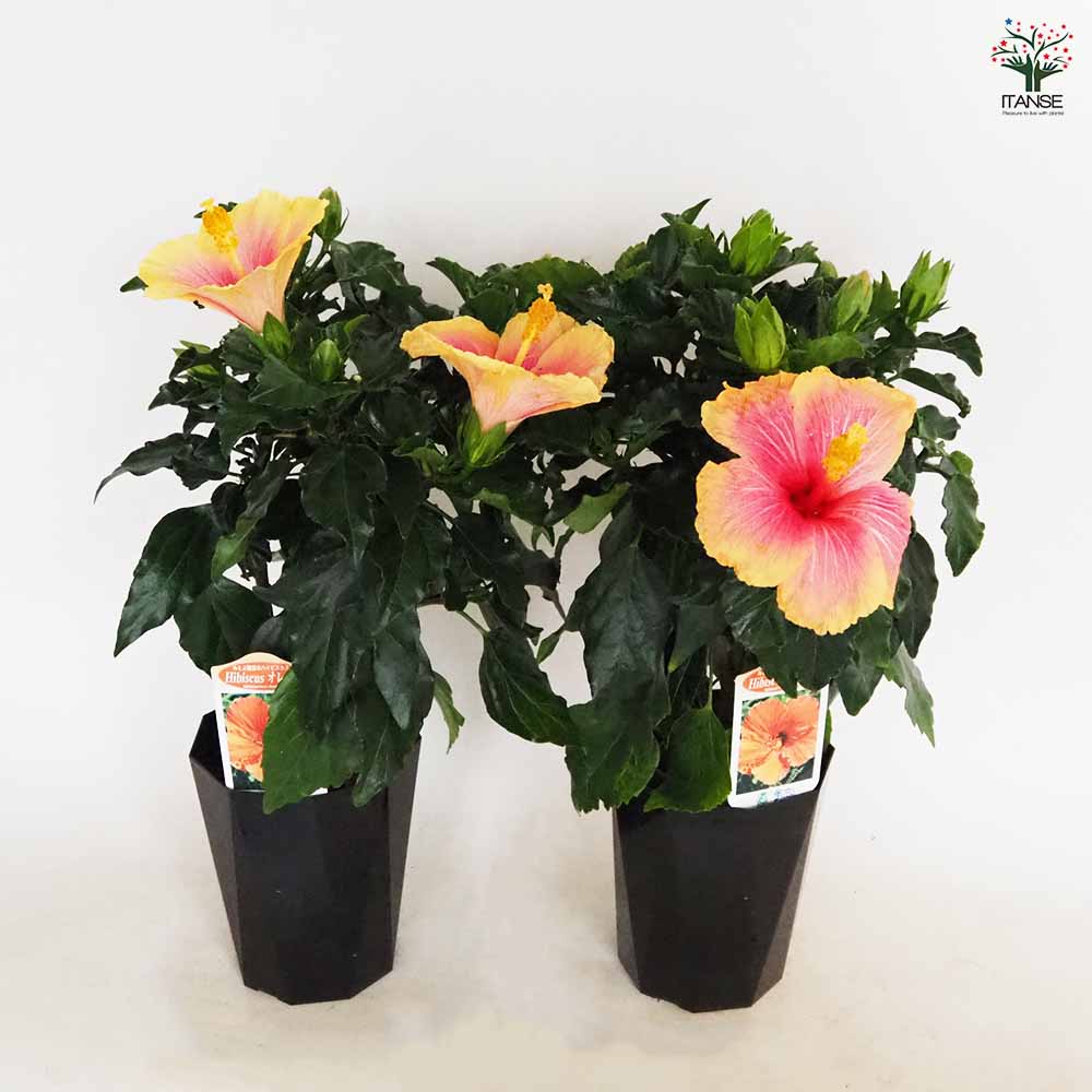 ハイビスカス オレンジ 【花木苗 4号/1個売り】| 【植物の ハイビスカス オレンジ 【花木苗 4号/1個売り】| 【植物の
