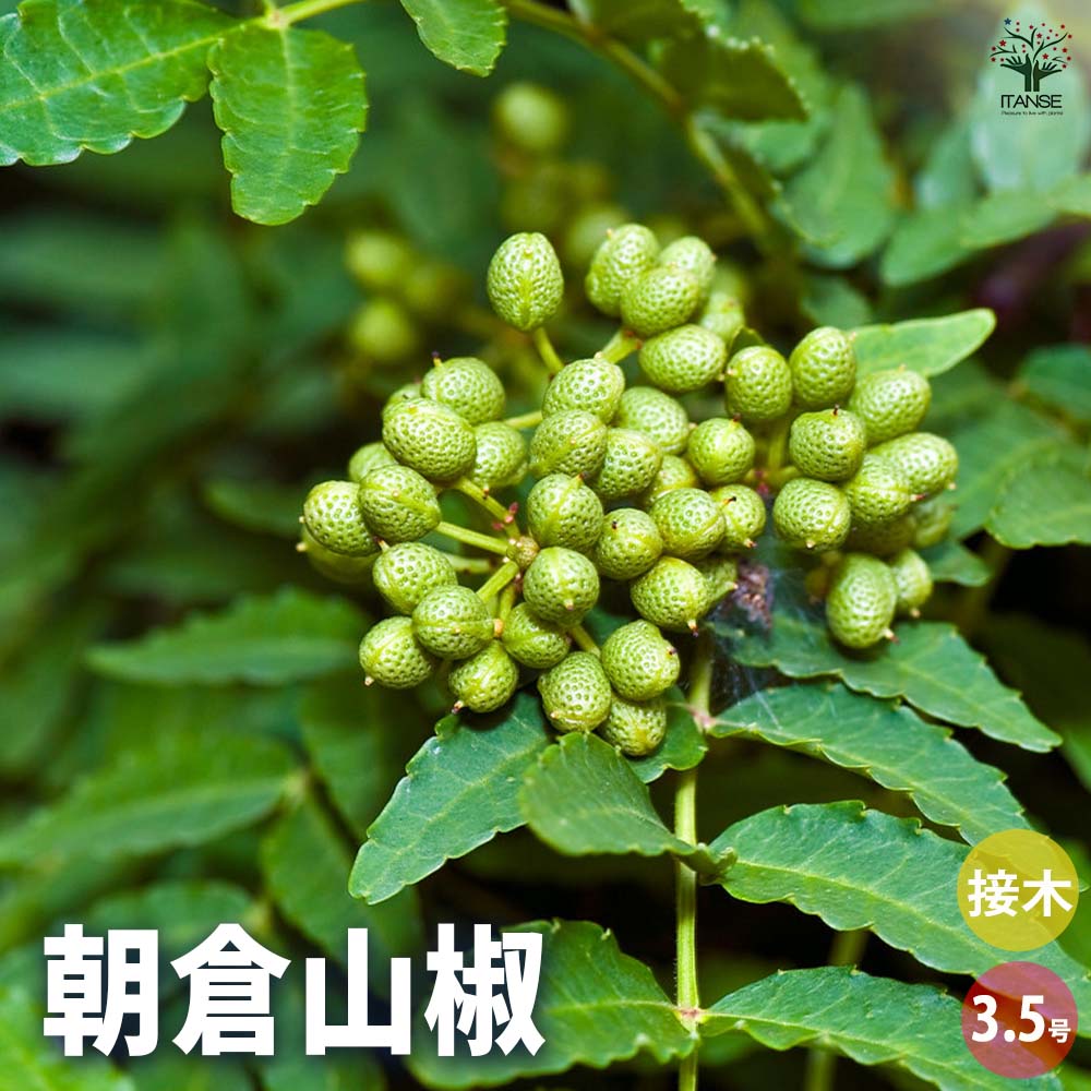 山椒の苗木 朝倉山椒 【果樹の苗 3.5号】｜ 【植物の