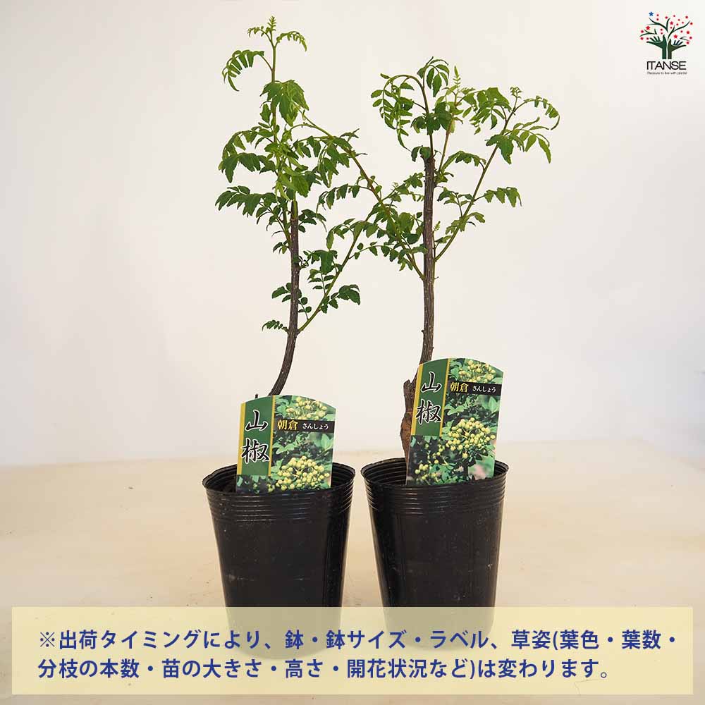 山椒の苗木 朝倉山椒 【果樹の苗 3.5号】｜ 【植物の