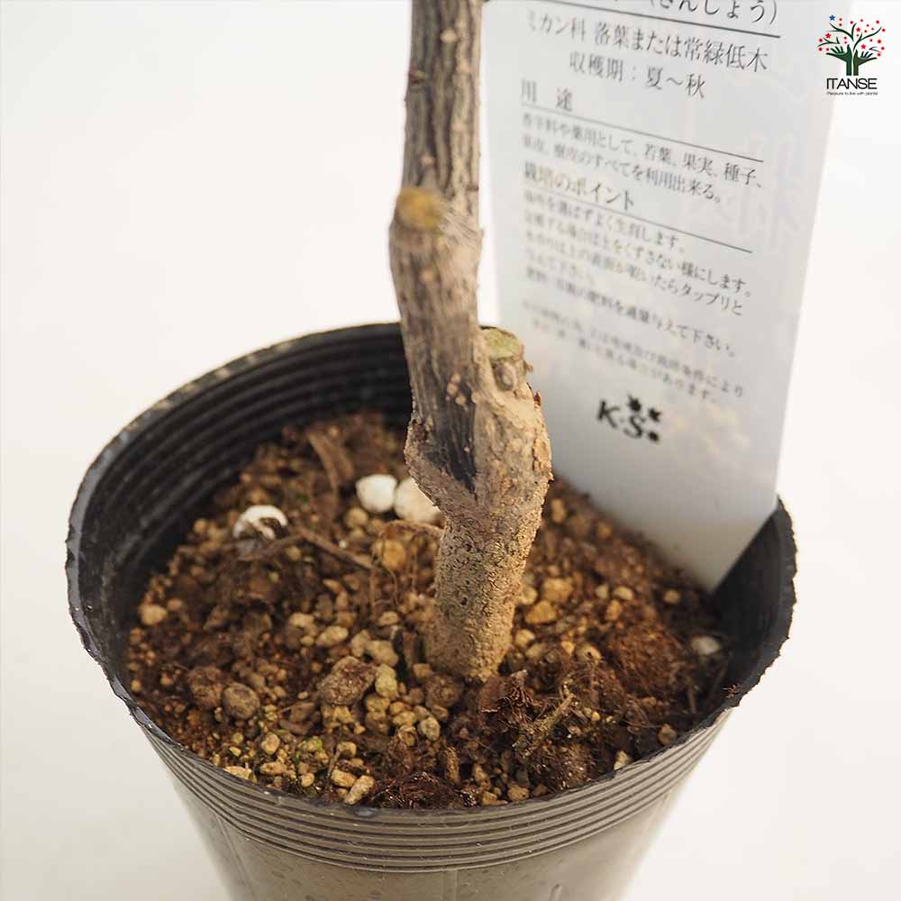 山椒の苗 楽天市場】【送料無料】葉山椒 ( ハザンショウ ) 果樹の苗木