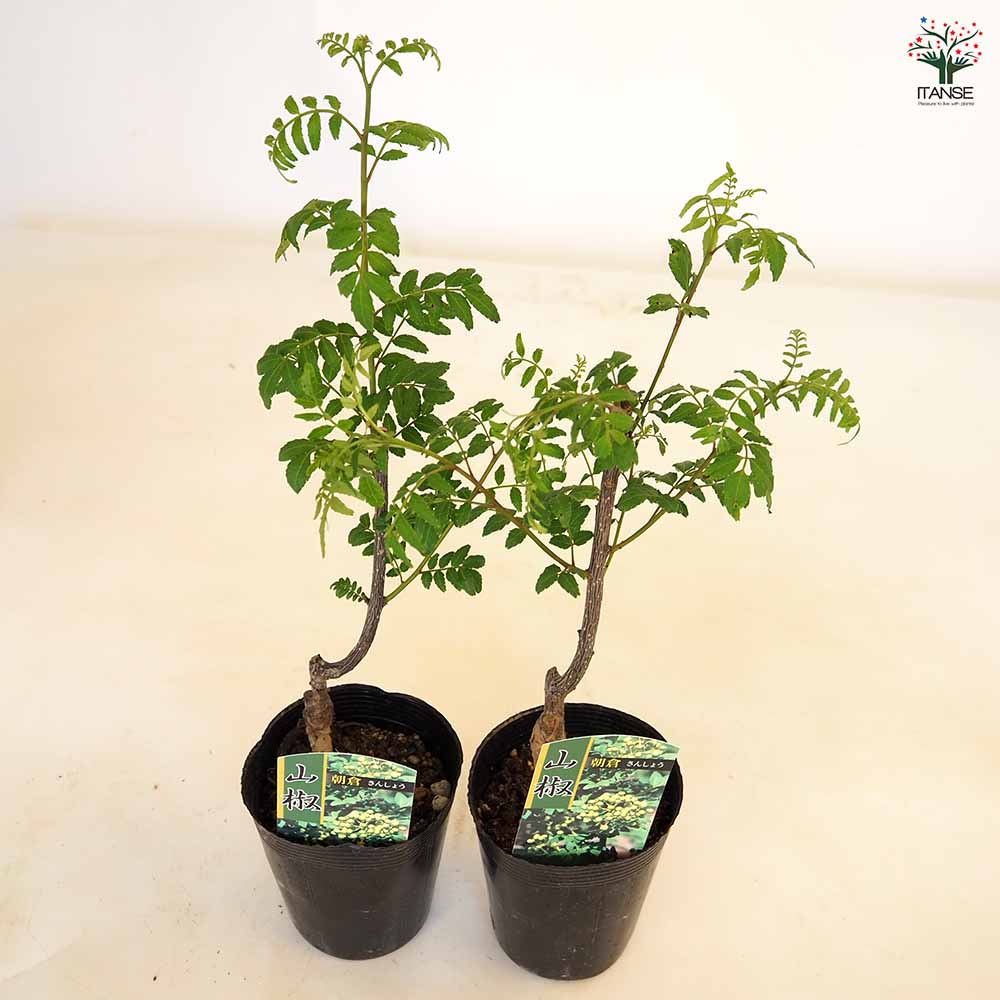 山椒の苗 Amazon.co.jp: ITANSE 花山椒 挿し木苗 9cm 1個売り 品種