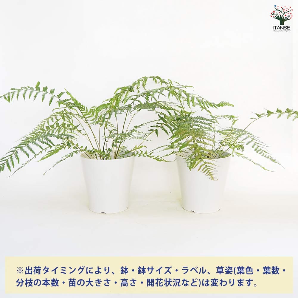 ディクソニア アンタルクティカ 【観葉植物 5号／1個売り