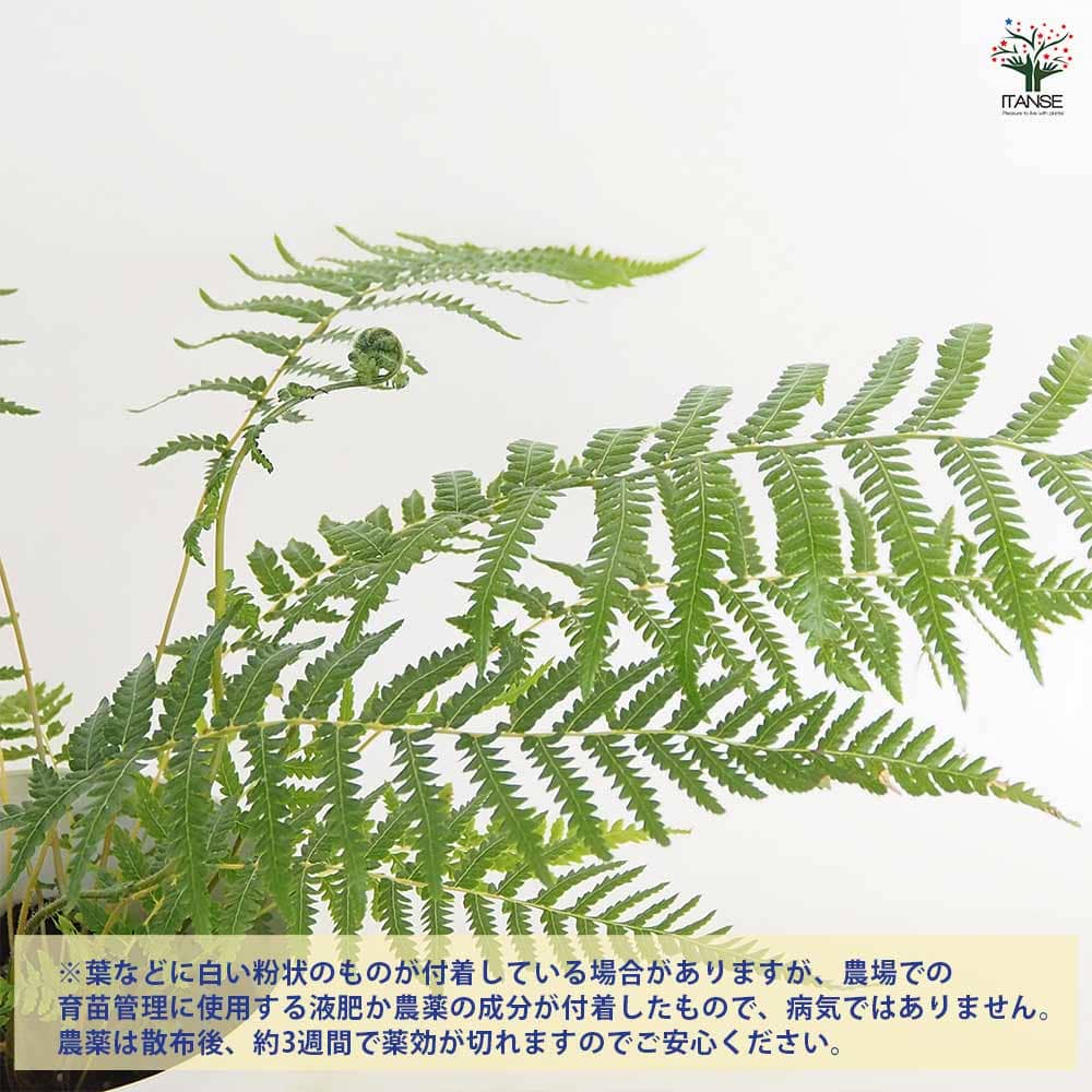 チ*ゴ様 ディクソニア ディクソニア アンタルクティカ 【観葉植物 5号／1個売り