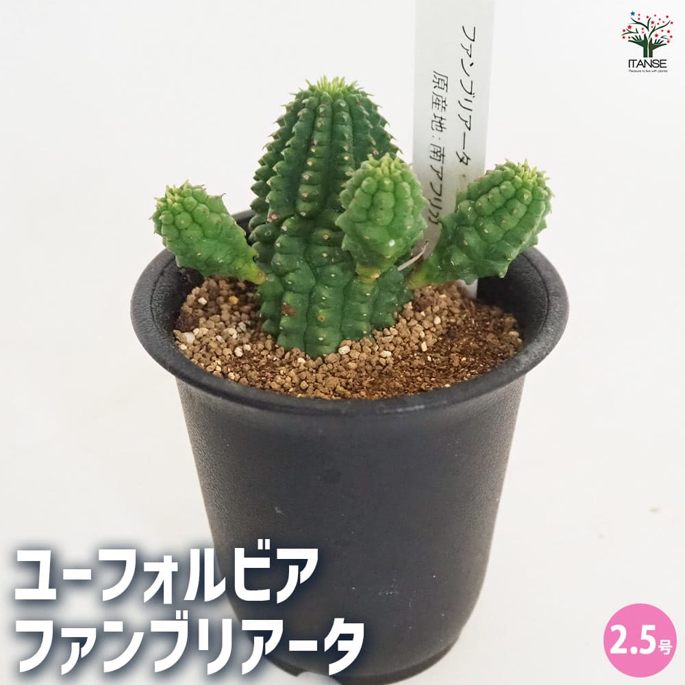 ユーフォルビア ファンブリアータ 【多肉植物 2.5号／1個売り