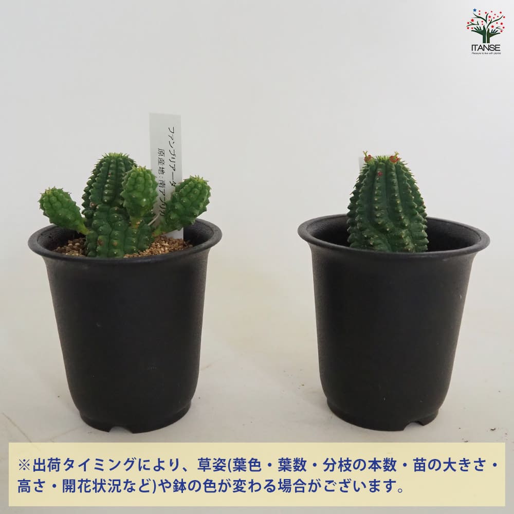 ユーフォルビア ファンブリアータ 【多肉植物 2.5号／1個売り
