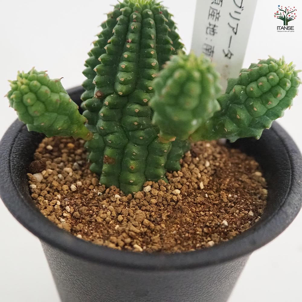 ユーフォルビア ファンブリアータ 【多肉植物 2.5号／1個売り