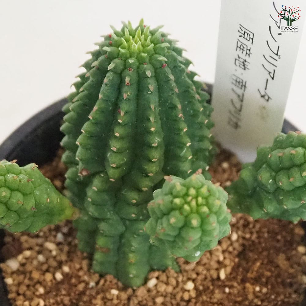ユーフォルビア ファンブリアータ 【多肉植物 2.5号／1個売り