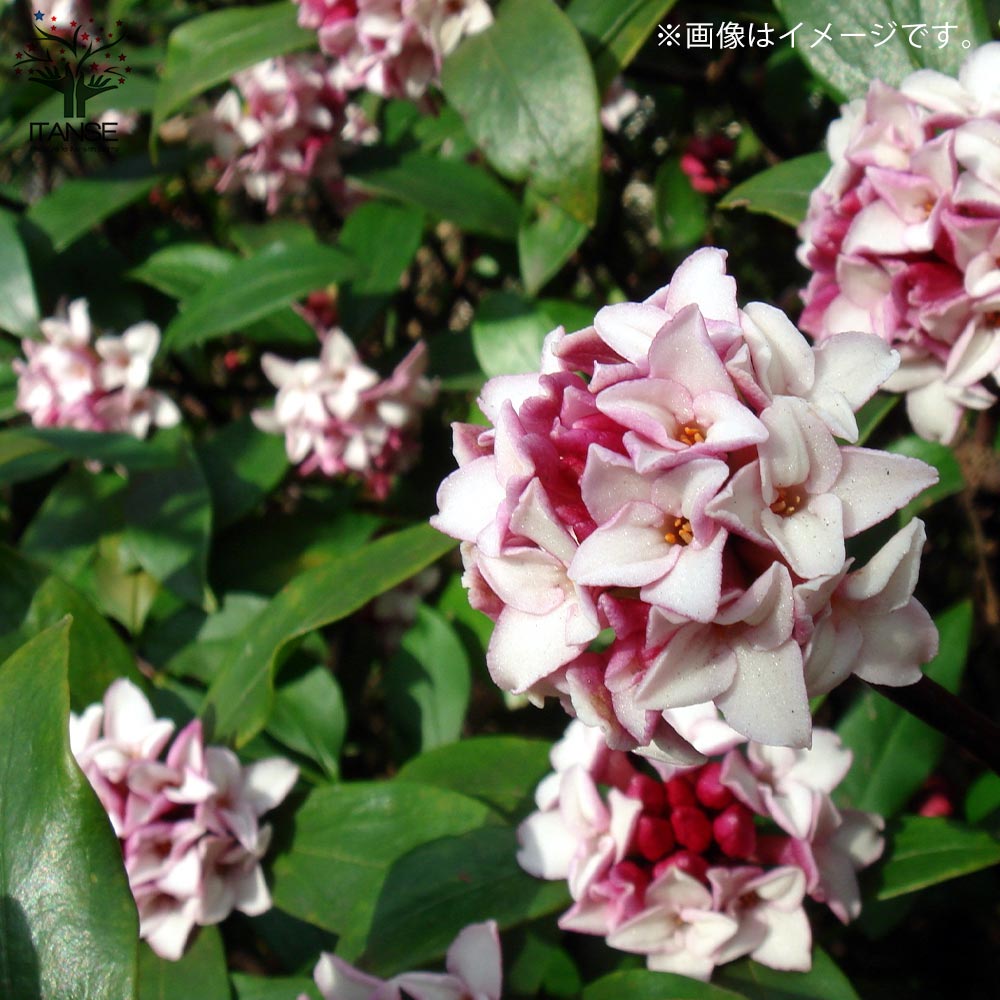 Itanse良品ｾﾚｸﾄ通販