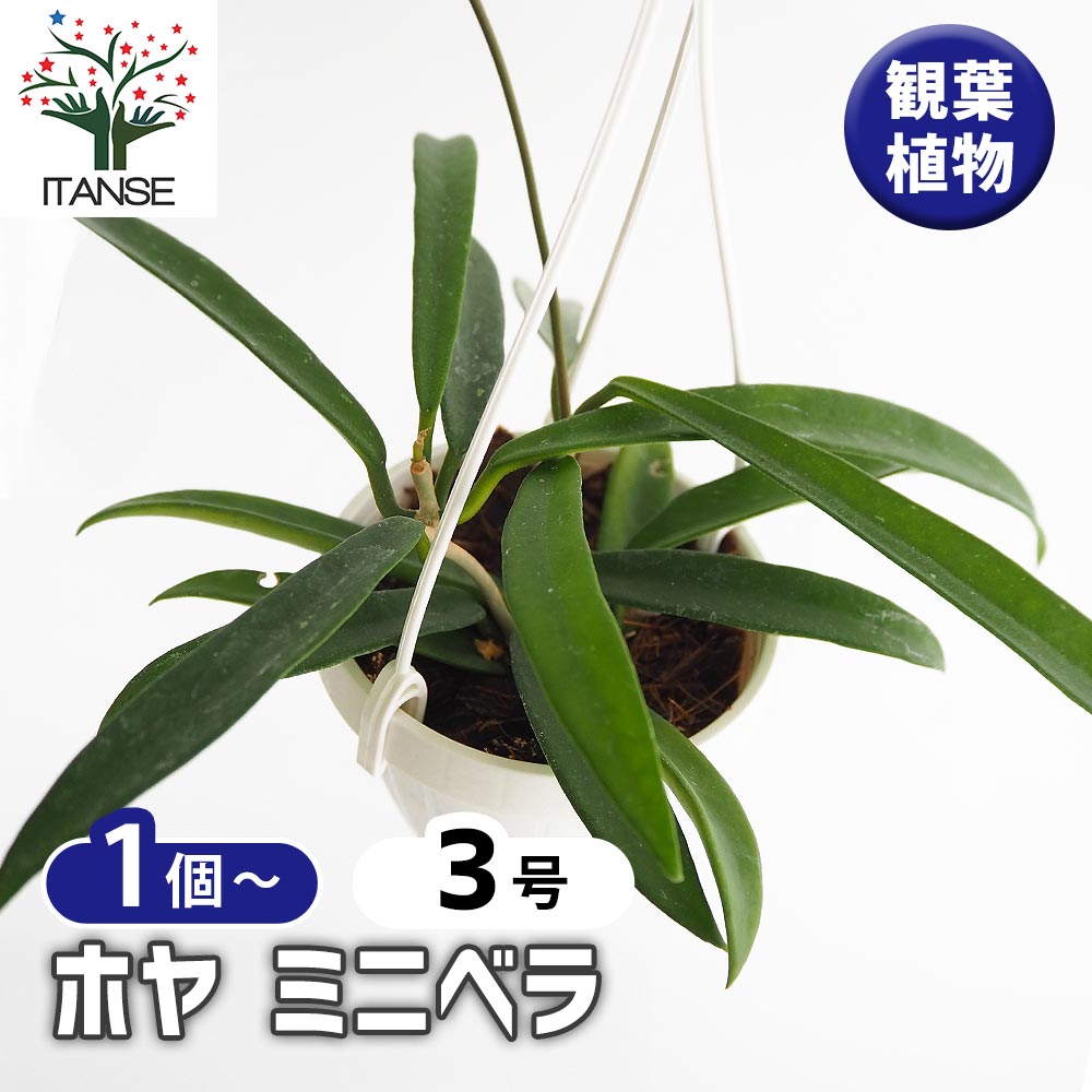 ホヤ ミニベラ 【観葉植物 3号】｜ 【植物のITANSE】全品送料