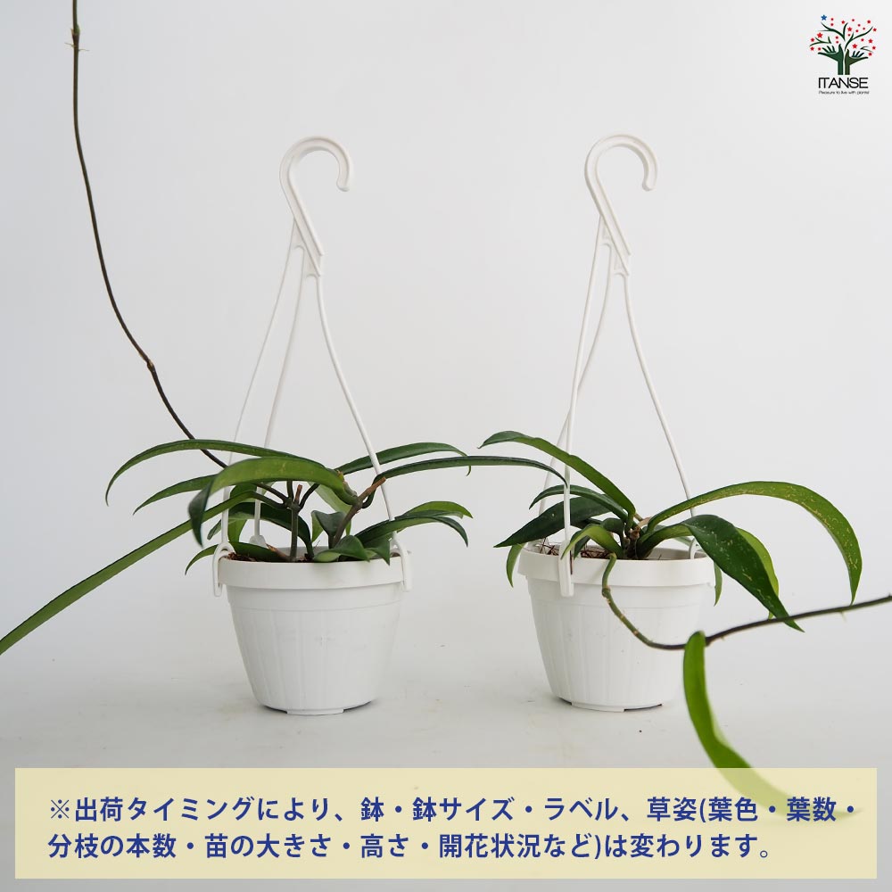 ホヤ ミニベラ 【観葉植物 3号】｜ 【植物のITANSE】全品送料