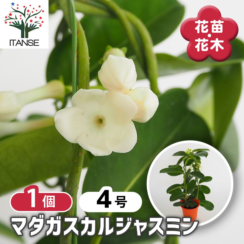 マダガスカルジャスミン 【花木苗 4号／1個売り】｜ 【植物の