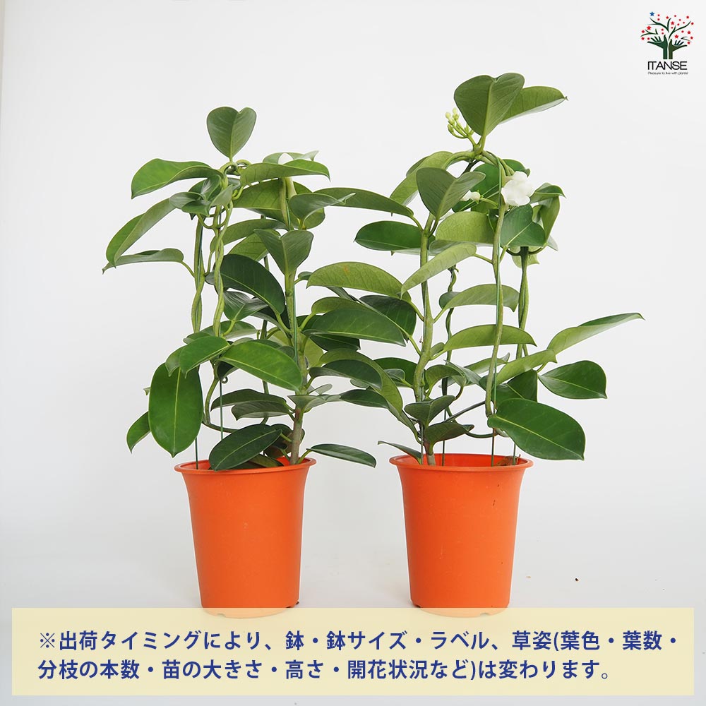 マダガスカルジャスミン 【花木苗 4号／1個売り】｜ 【植物の