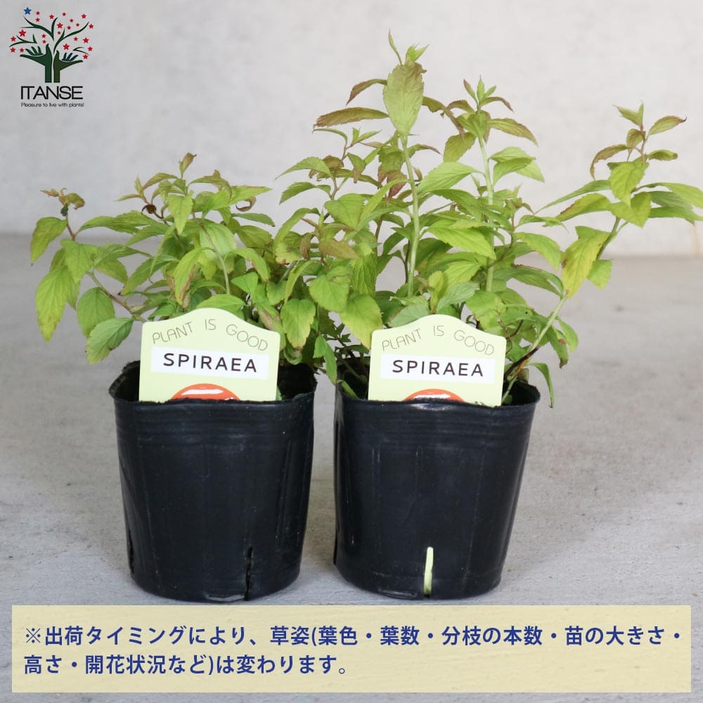 シモツケ ゴールドフレーム 【花木苗 3号】｜ 【植物のITANSE