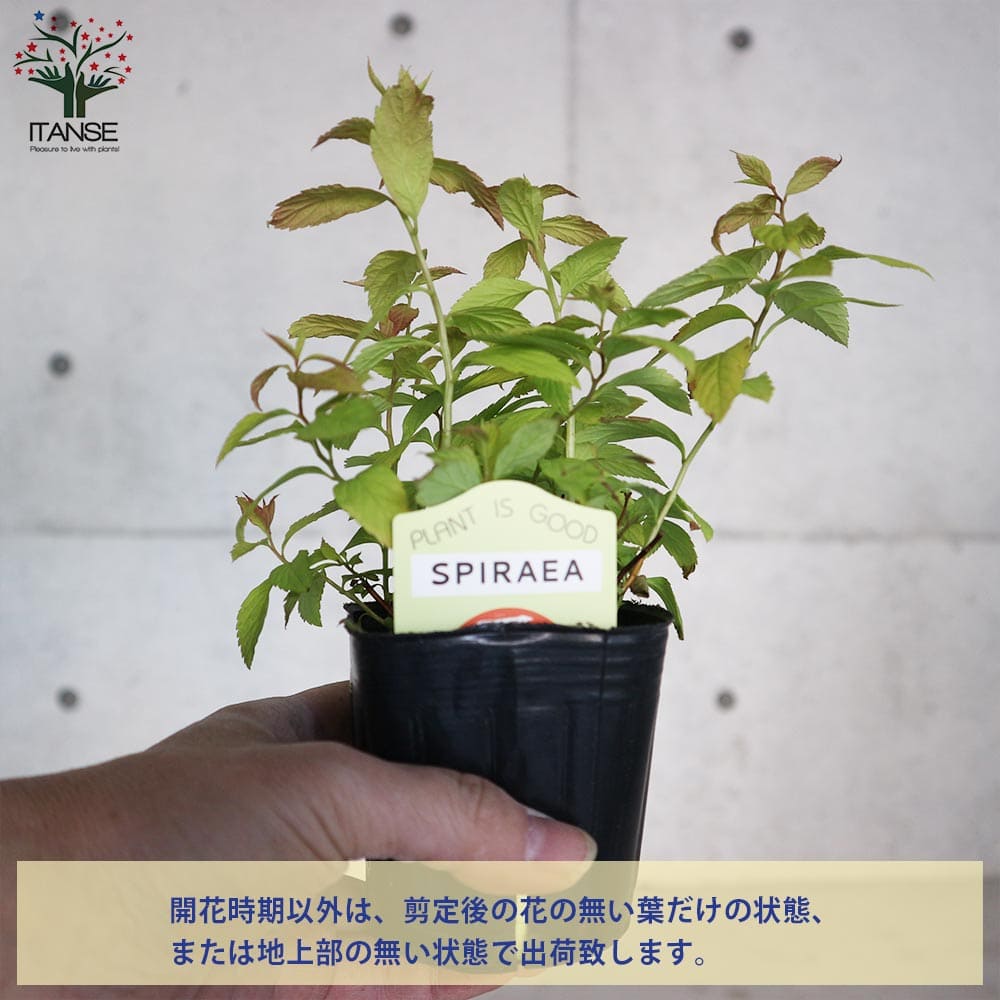 シモツケ ゴールドフレーム 【花木苗 3号】｜ 【植物のITANSE