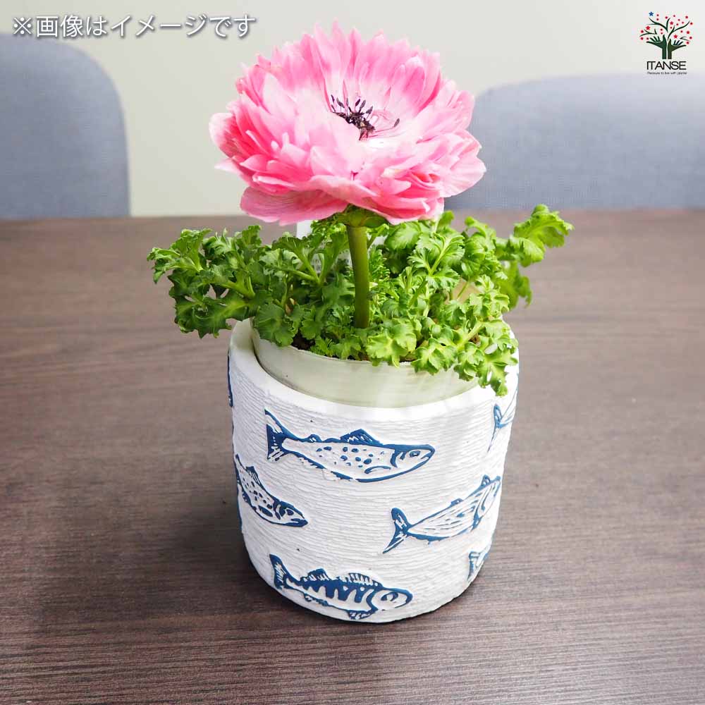 フィッシュポット 【陶器鉢 】｜ 【植物のITANSE】全品送料無料