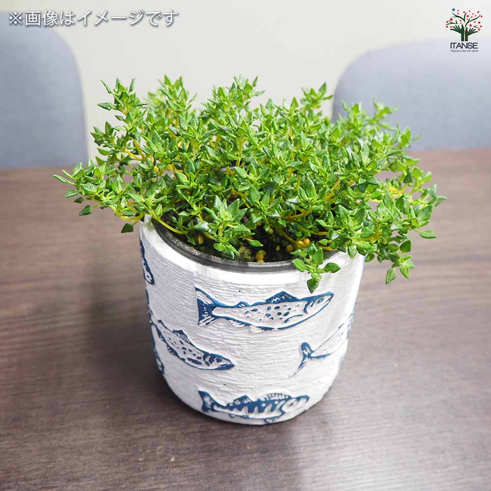 フィッシュポット 【陶器鉢 】｜ 【植物のITANSE】全品送料無料