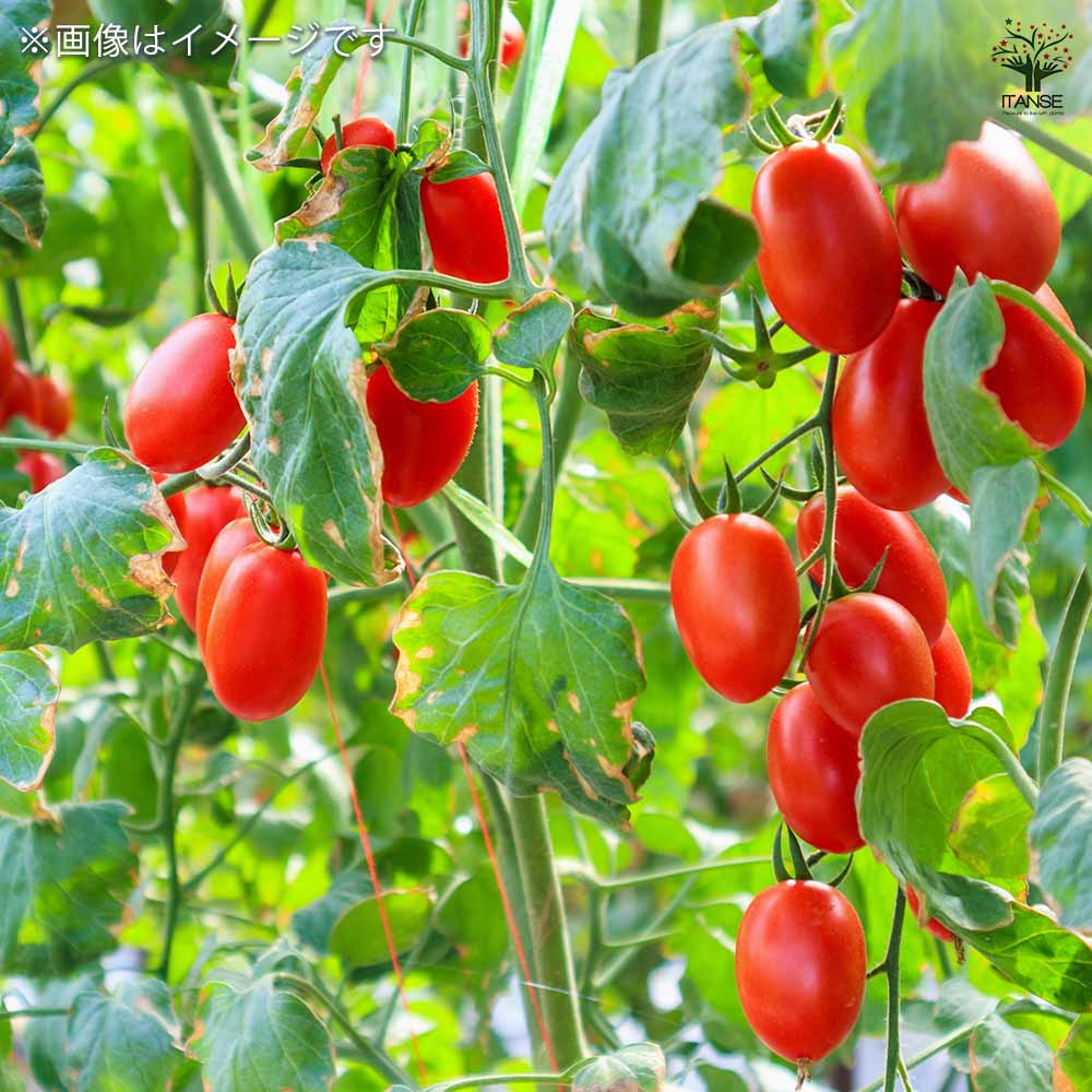 種子 フルーツみたいに甘いミニトマト  【 約10粒／1袋売り】