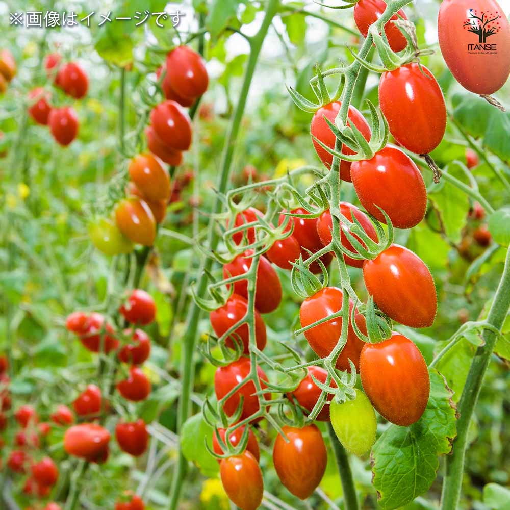 種子 フルーツみたいに甘いミニトマト  【 約10粒／1袋売り】