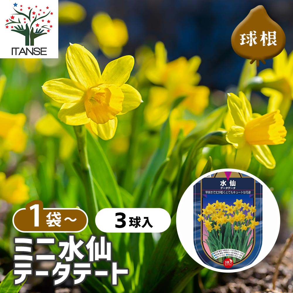 球根 水仙ミニ水仙 テータテート 【花球根 3球】｜ 【植物の