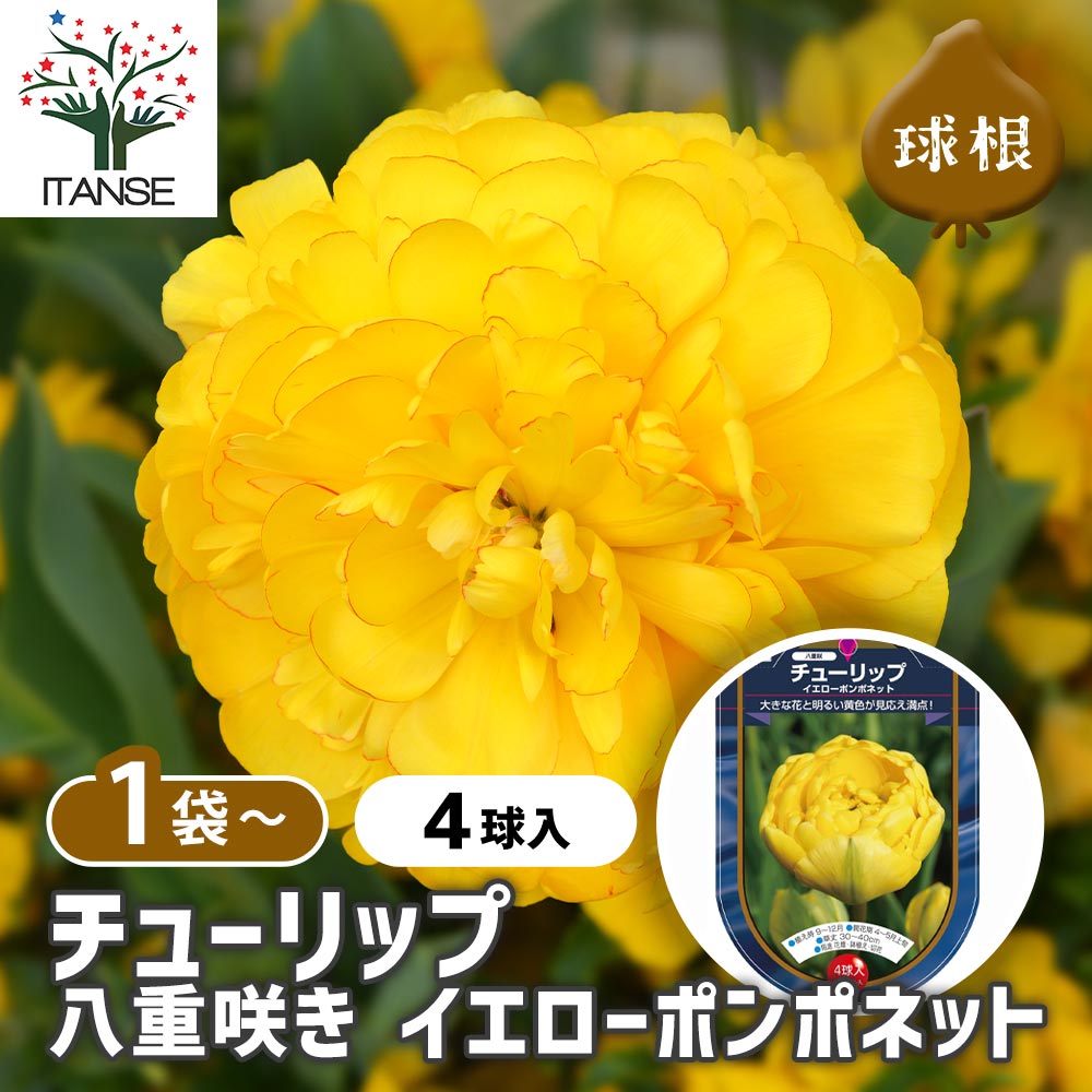 チューリップ 八重咲き イエローポンポネット
