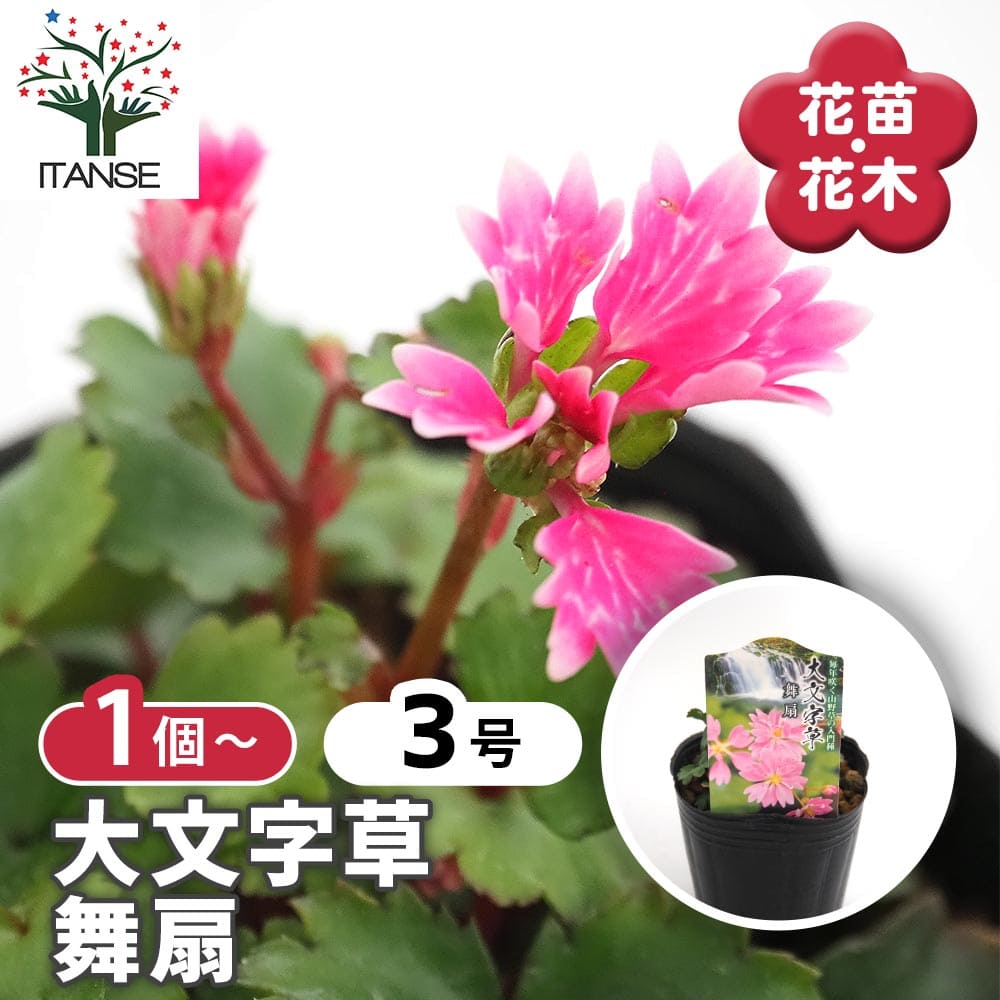 大文字草(ダイモンジソウ) 舞扇 【花苗 3号】｜ 【植物のITANSE