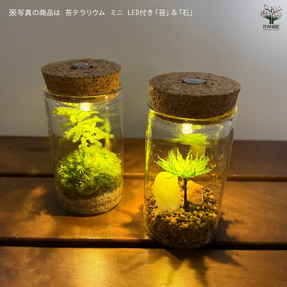 苔テラリウム ミニ LED付き 石 【観葉植物 】| 【植物のITANSE 苔テラリウム ミニ LED付き 石 【観葉植物 】| 【植物のITANSE
