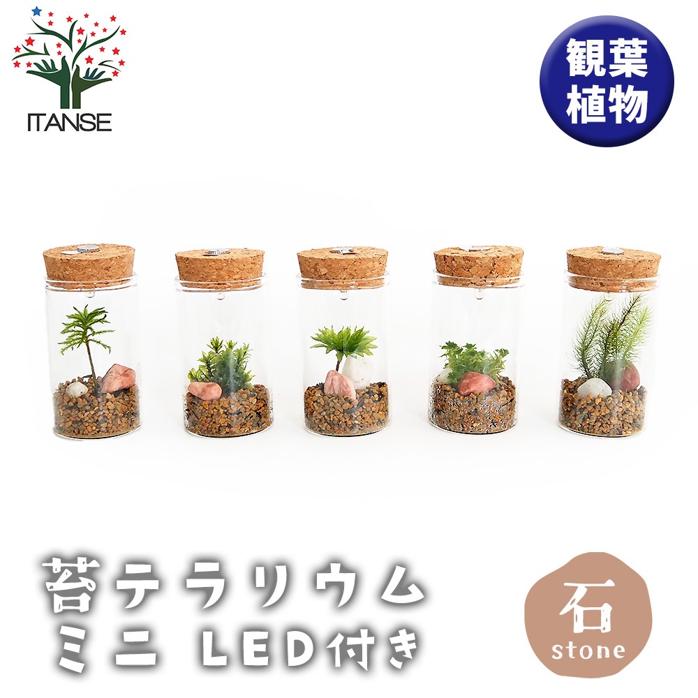 苔テラリウム ミニ LED付き 石 【観葉植物 】｜ 【植物のITANSE