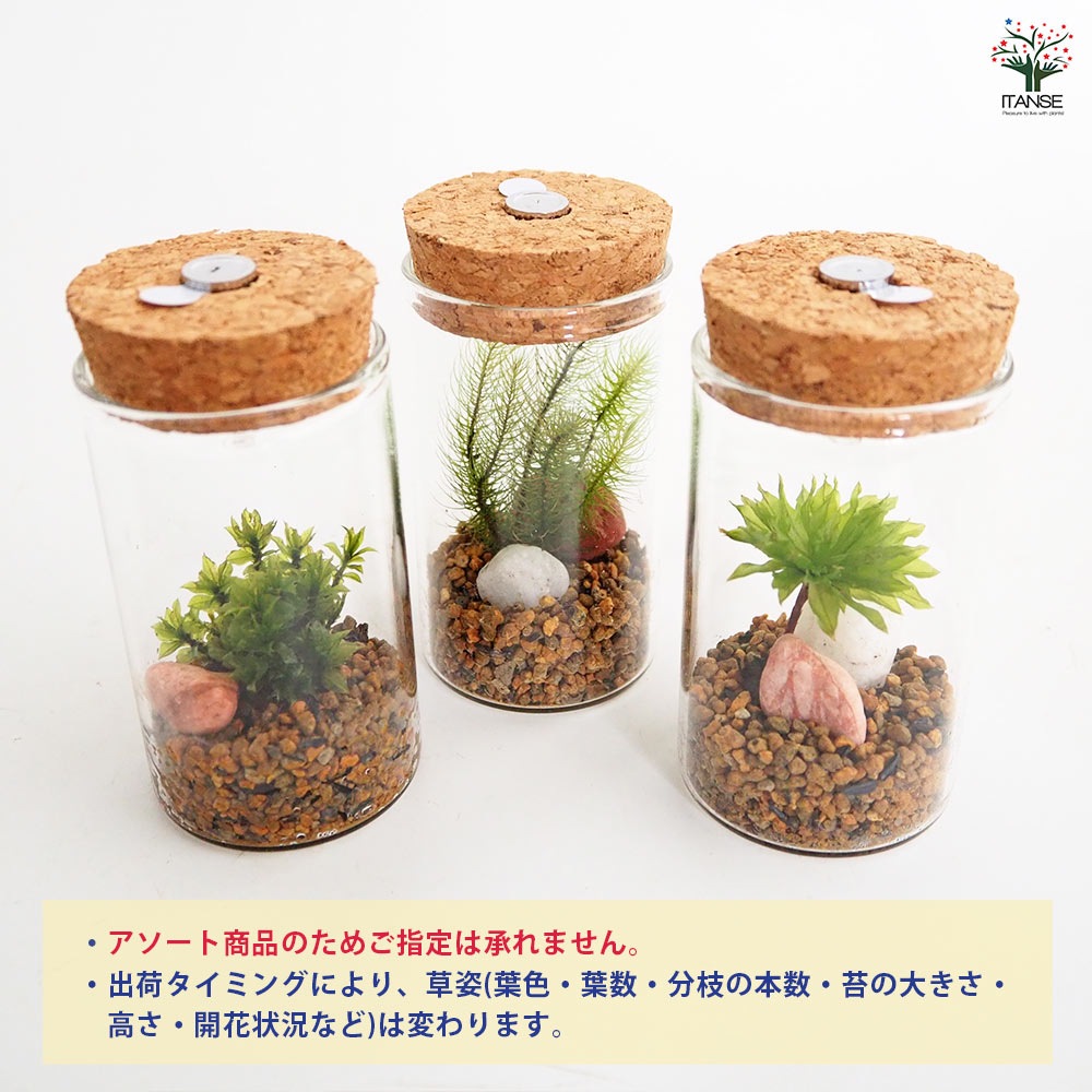 苔テラリウム ミニ LED付き 石 【観葉植物 】｜ 【植物のITANSE