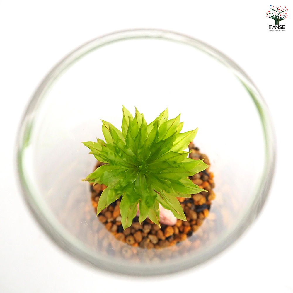 苔テラリウム ミニ LED付き 石 【観葉植物 】｜ 【植物のITANSE
