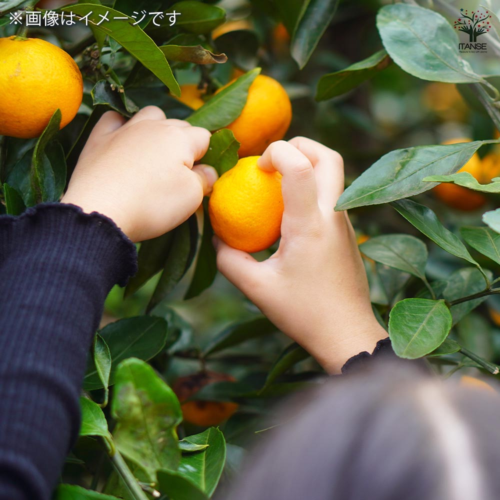 ハイブリット柑橘の苗 津之輝 【果樹の苗木 4号／1個売り】｜ 【植物の