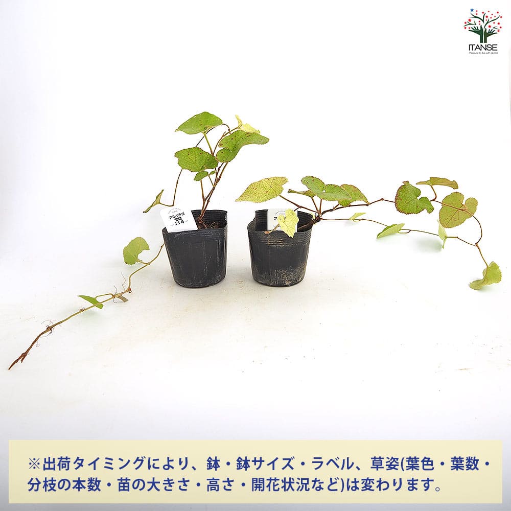 フユイチゴ 雪鏡 【野菜の苗 3.5号】