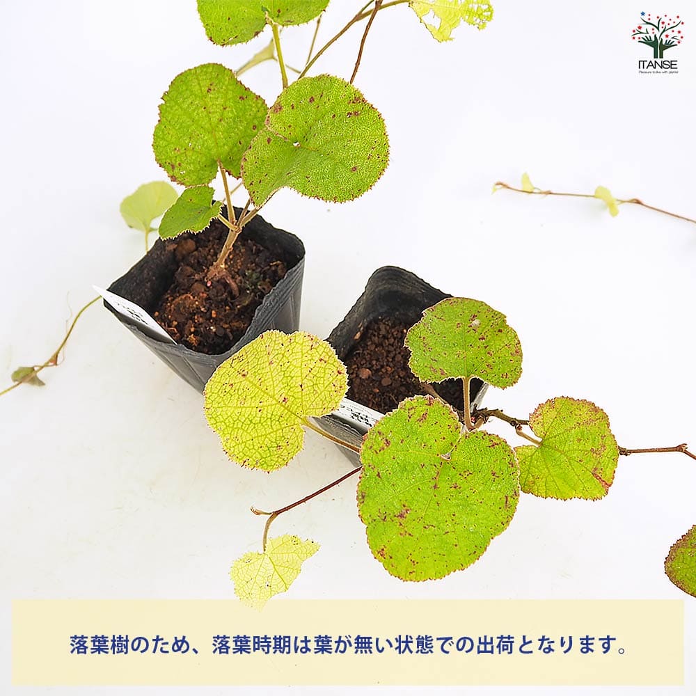 そ*♪様 ❤️プチプチ新芽❤️1283 【❤️極上❤️ソレイユ】クリスマスローズ クリスマスローズ 『プチドール』 No.2 【横山園芸】 | すべての商品