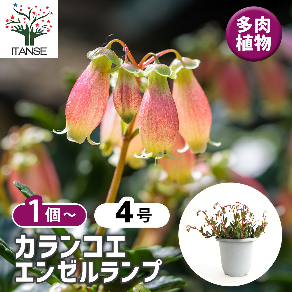 カランコエ エンゼルランプ 【多肉植物 4号】｜ 【植物のITANSE