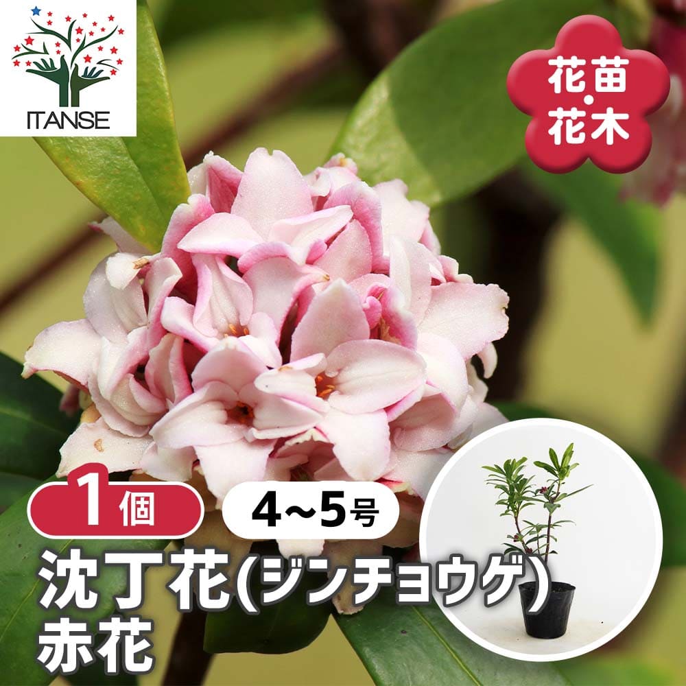 沈丁花 (ジンチョウゲ) 赤花 【花木苗 4号／1個売り】｜ 【植物の