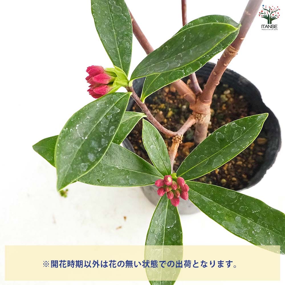 沈丁花 (ジンチョウゲ) 赤花 【花木苗 4号／1個売り】｜ 【植物の