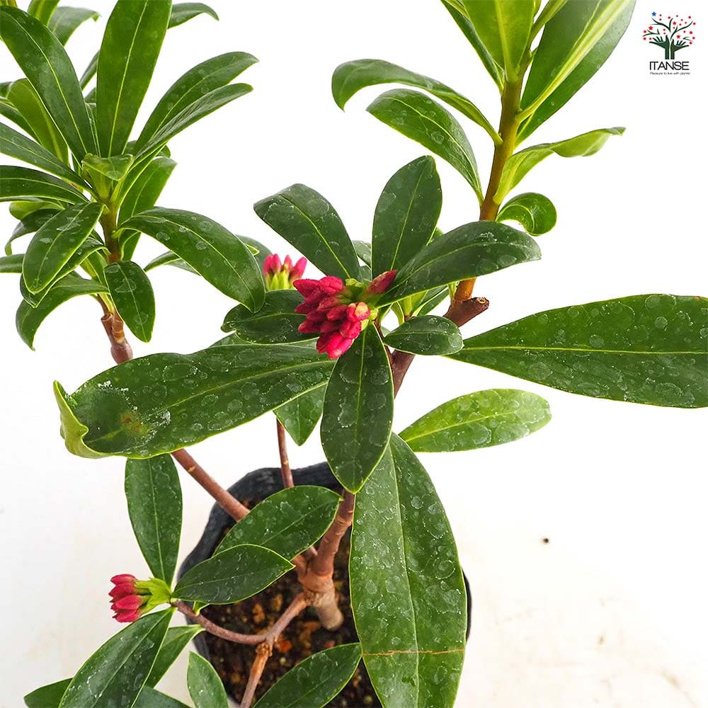 沈丁花 (ジンチョウゲ) 赤花 【花木苗 4号／1個売り】｜ 【植物の