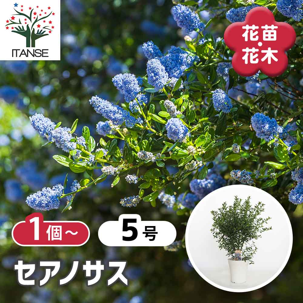 セアノサス 【花木苗 5号／1個売り】｜ 【植物のITANSE】全品