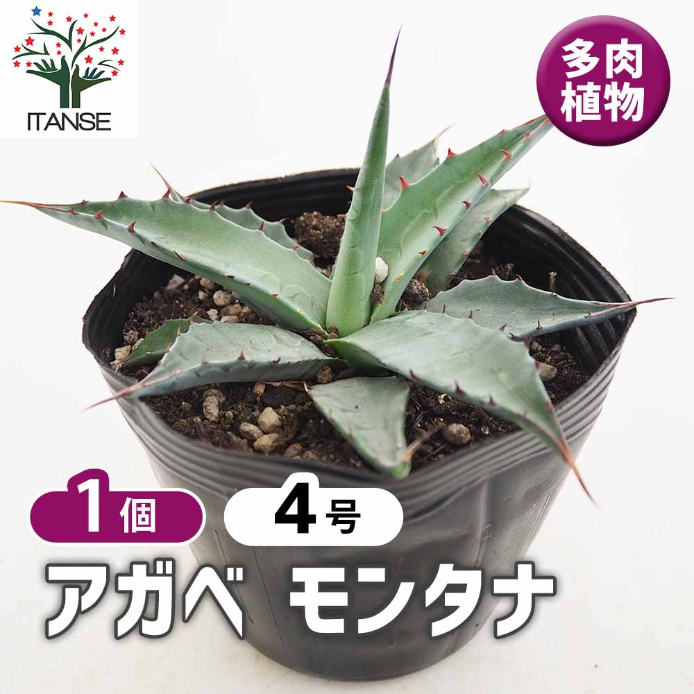 アガベ モンタナ 【多肉植物 4号／1個売り】｜ 【植物のITANSE