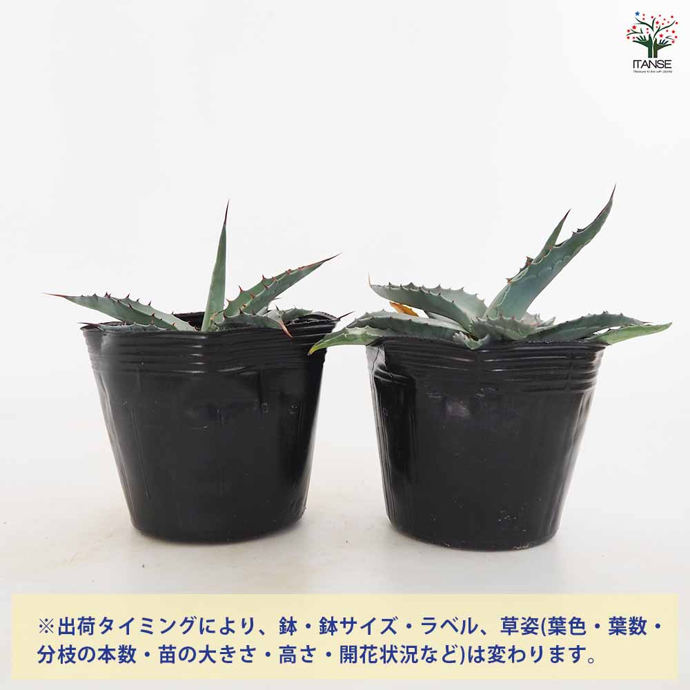 アガベ モンタナ 【多肉植物 4号／1個売り】｜ 【植物のITANSE