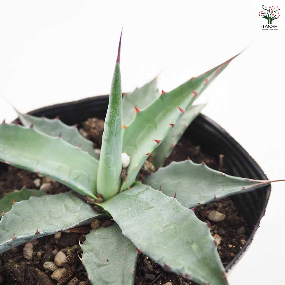 アガベ モンタナ 【多肉植物 4号／1個売り】｜ 【植物のITANSE