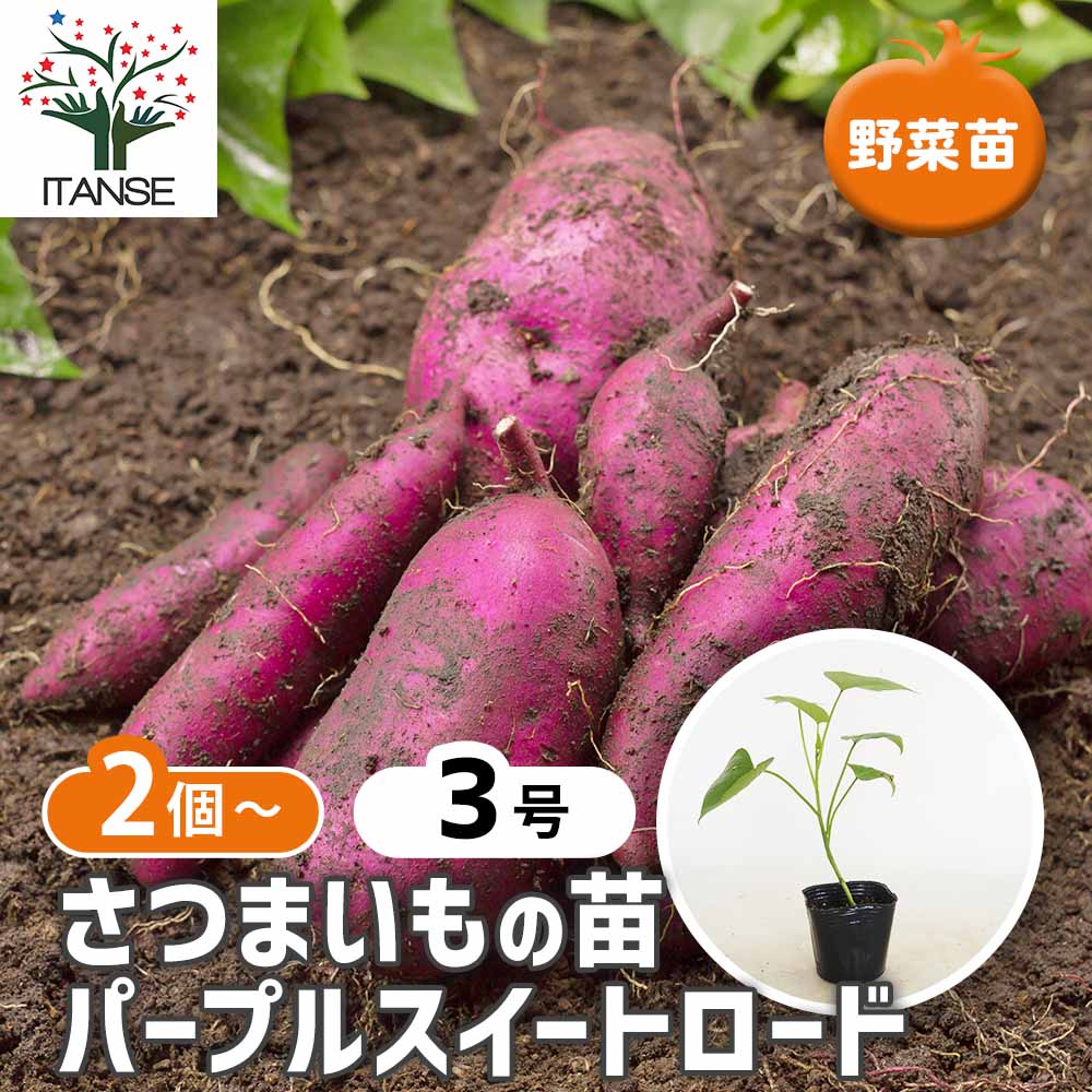 さつまいもの苗 パープルスイートロード2個～ 【野菜の苗 3号
