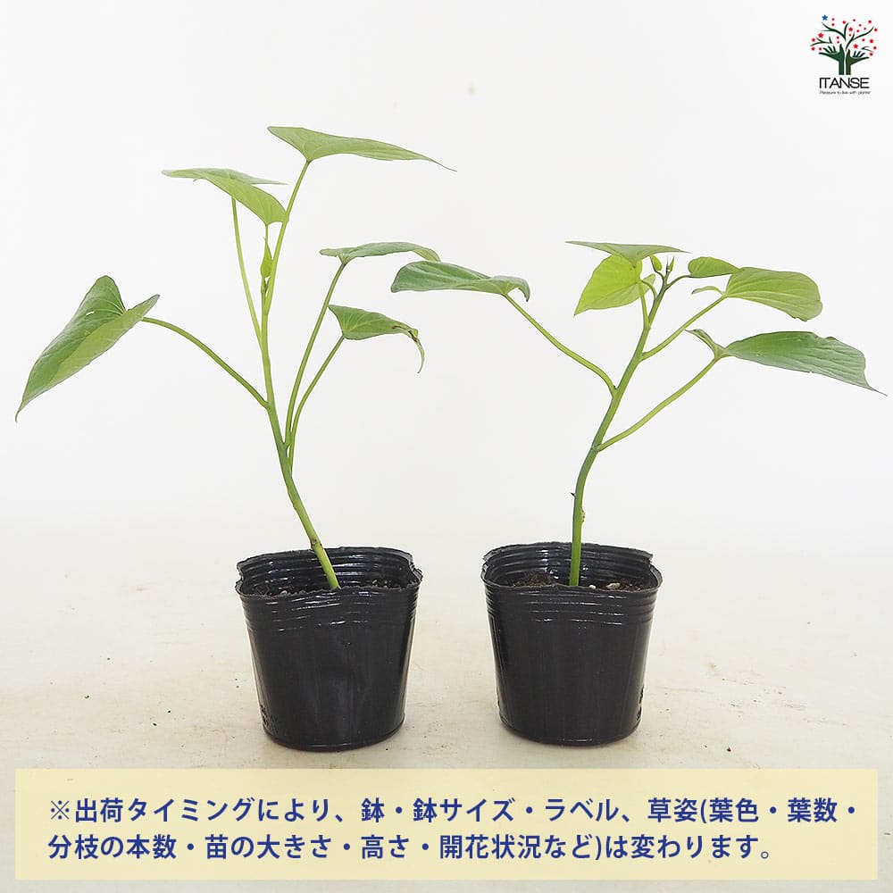 さつまいもの苗 パープルスイートロード2個～ 【野菜の苗 3号