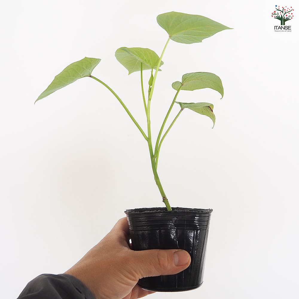 さつまいもの苗 パープルスイートロード2個～ 【野菜の苗 3号