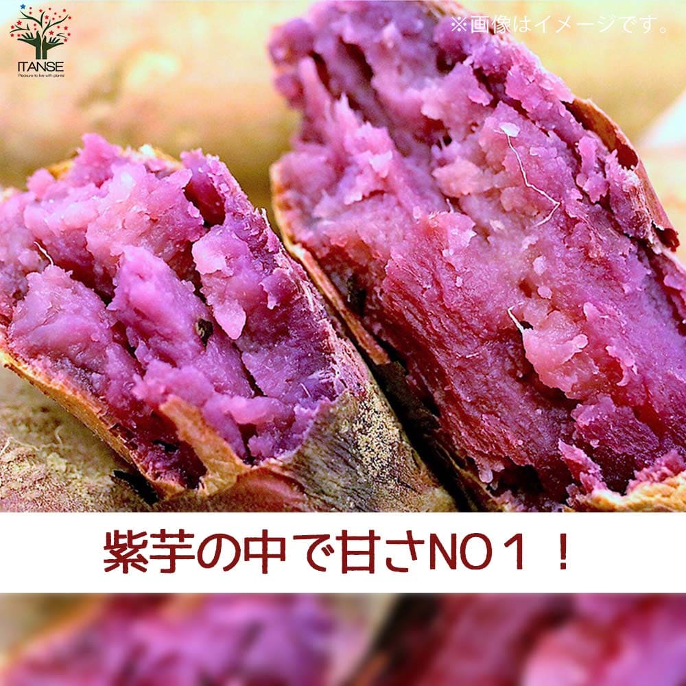 さつまいもの苗 パープルスイートロード2個～ 【野菜の苗 3号