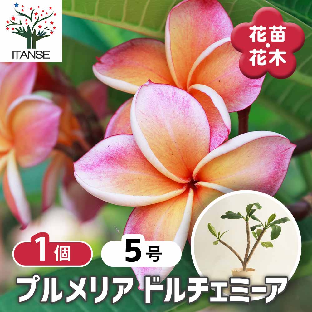 プルメリアの苗 ドルチェミーア 【花木苗 5号／1個売り】｜ 【植物の
