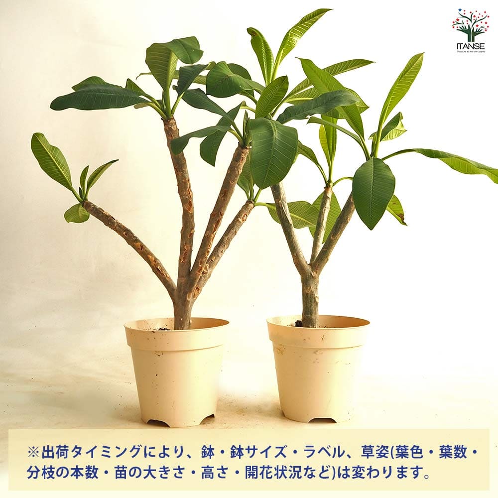 プルメリアの苗 ドルチェミーア 【花木苗 5号／1個売り】｜ 【植物の