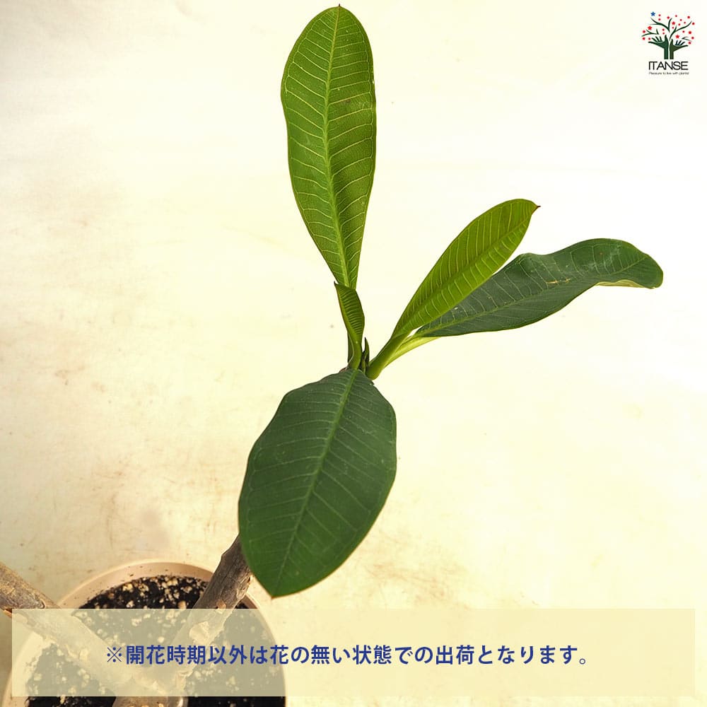 プルメリアの苗 ドルチェミーア 【花木苗 5号／1個売り】｜ 【植物の